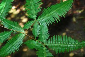 Image result for Dicranopteris elegantula