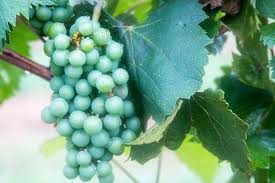 Texas a&m agrilife extension specialists justin scheiner and andrew king share all about muscadine grapes! A Texan Saves French Wines Texas Co Op Power