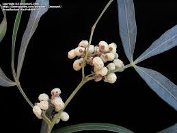 Image result for Searsia acuminatissima