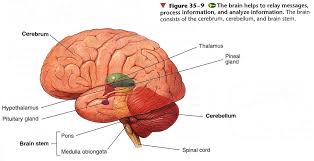 The cns, which comprises the brain and the spinal cord, has to process different types of incoming sensory information. The Central Nervous System Diagram Quizlet