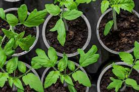 Finally, most tomatoes taste better when they are being grown in the ground rather than in containers. Common Mistakes Growing Tomatoes In Containers