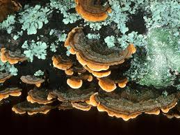 Image result for Craterostigma hirsutum