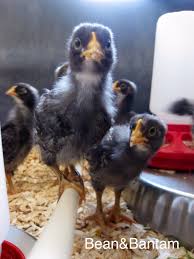 Maybe you would like to learn more about one of these? Blueberry Pancakes And Week 2 Of Chickens In The House Bean Bantam