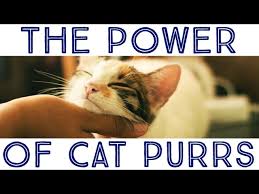 There's even a popular saying amongst veterinarians: Something As Simple As A Cat S Purr Can Heal Many Conditions Yaay Animals
