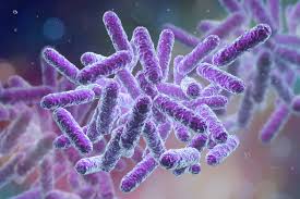 Bacteria are single celled microbes. What S The Difference Between Bacteria And Viruses Institute For Molecular Bioscience University Of Queensland