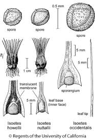 Image result for Isoetes schweinfurthii