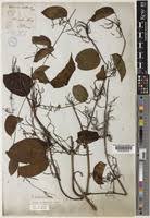 Image result for Dioscorea praehensilis