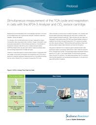 Simultaneous Measurement Of The Tca Cycle And Respiration