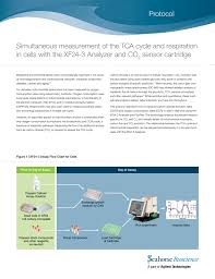 simultaneous measurement of the tca cycle and respiration