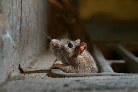 We did not find results for: Rats Come Out Of Hiding As Coronavirus Lockdowns Eliminate Urban Trash