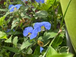 Image result for Commelina diffusa