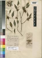 Image result for Oliverella