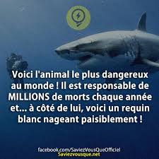 Le prédateur le plus dangereux du monde. Voici L Animal Le Plus Dangereux Au Monde Il Est Responsable De Millions De Morts Chaque Annee Et A Cote De Lui Voici Un Requin Blanc Nageant Paisiblement Saviez Vous Que