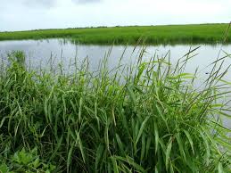 Image result for Isachne kiyalaensis