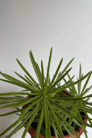 Image result for Senecio barbertonicus