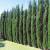 Fence Privacy Trees