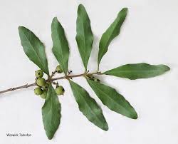 Image result for Euclea undulata