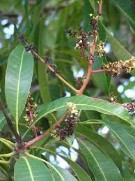Mango Diseases