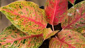 Nama aglaonema jenis ini diambil dari tokoh pewayangan dengan betuk ukuranya yang gagah dan tampan cocok untuk ditanam dalam pot ruangan anda. 7 Jenis Aglonema Yang Banyak Dicari Dan Cara Merawatnya
