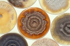 We did not find results for: How Long Does It Take For Mold To Grow What To Know