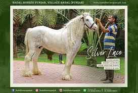More images for how much does a gypsy horse cost » Gypsy Horses Badal Horses Punjab