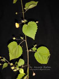 Image result for Sida veronicifolia