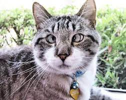 Ok Ok Yes They Are Crossed Cross Eyed Cat Cats Cute Animal Photos