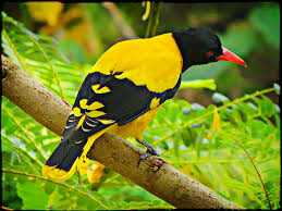 The birds below don't enjoy our cold ohio winters and can only be seen on feeders during warmer months. Yellow Bird In Sri Lanka Bird Yellow Bird Bird Species