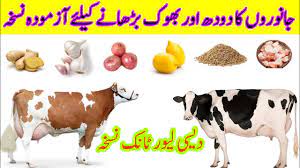 How To Icrease Milk Homemade Liver Tonic For Cow How To Increase Hunger Of Cow Farming Official Youtube