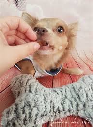Das wichtigste auf einen blick. Chihuahuapullover Schnittmuster Nahen Chihuahuapullover Schnittmuster Nahen Hundemantel Nahen In Diesem Video Zeigen Wir Wie Man Einen Hundepullover Selbst Nahen Kann Jakenessie Jasper