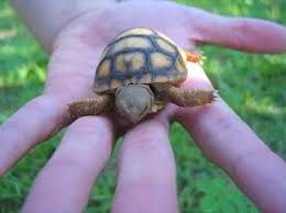 This hardy, small pet turtle measures up to 6 inches in diameter and lives approximately 25 years. Top 10 Household Pets To Own Pet Turtle Baby Animals Turtles That Stay Small