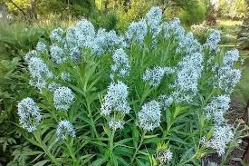 Image result for Tabernaemontana odoratissima