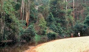 Riverside camping in the peaceful north georgia mountains! Wheeny Creek Campground Nsw National Parks