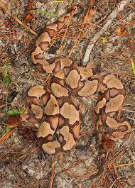 Double Copperheads Beautiful Snakes Poisonous Snakes Cute Snake