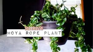 Shop our massive selection of houseplants, air plants, succulents, cacti, rare varieties, perennials, pottery and. Hoya Hindu Rope Hoya Carnosa Houseplant Care Info Tips Youtube