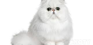 We did not find results for: Kucing Parsi
