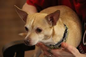 We did not find results for: Deer Head Vs Apple Head Chihuahua What S The Difference