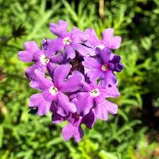 Image result for Verbena × teasii