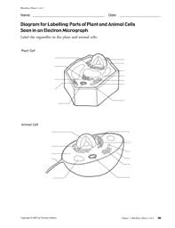 Include descriptions of what each part does. Fillable Online Diagram For Labelling Parts Of Plant And Animal Cells Fax Email Print Pdffiller