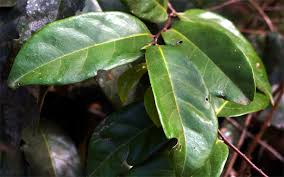 Image result for Dichapetalum rhodesicum