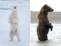 To support, hold… see definitions of bear. Pizzlies Grolars Why Hybrids Aren T An Answer For Polar Bears Polar Bears International