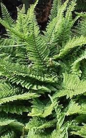 6 X Polystichum Setiferum Naaldvaren Pot 9x9cm Varens Online Tuincentrum Met De Grootste Keuze En Lage Prijzen