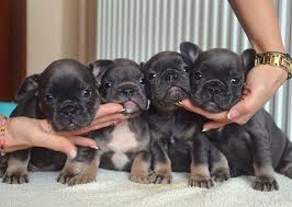 We did not find results for: French Bulldog Puppies Lilac And Tan Pets Lovers