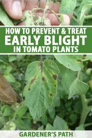 How To Eradicate Early Blight On Tomatoes Alternaria Gardener S Path