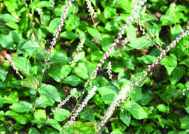 Image result for Cyathula