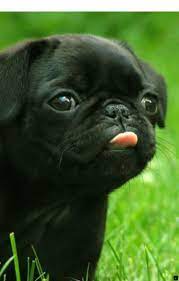 Click The Link For More Information Black Pug Puppies For Sale Near Me Click The Link To Get More Information Our W Cute Puppies Black Pug Puppies Puppies