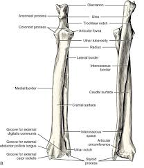 The forearm bones consist of the ulna (medially) and the radius (laterally). Radius And Ulna Veterian Key