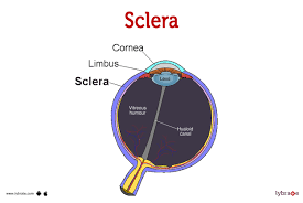 Image result for Sclera