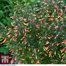 Image result for Justicia richardsiae