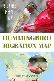 2019 Hummingbird Migration Map Find Out When To Expect